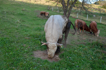 A light brown bull with horns in a free field.