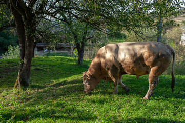 A light brown bull with horns in a free field.