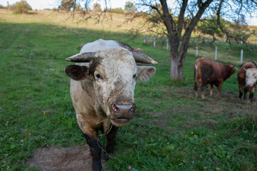 A light brown bull with horns in a free field.