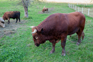 Dark brown bull with horns in a free field. Cattle grazing in the mountains.