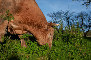 Dark brown bull with horns in a free field. Cattle grazing in the mountains.