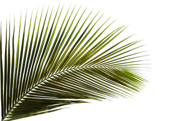 Obraz premium A close-up of a green palm frond against a white background, viewed from a slight angle, showcasing its detailed texture and vibrant color
