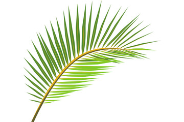 Obraz premium A single palm frond isolated on a white background viewed from a straightforward perspective