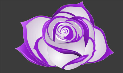 pink rose on a white background