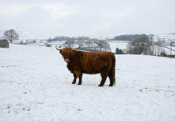 Highland cow standing in snowy rural countryside landscape