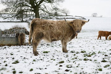 Highland cow standing in snowy rural countryside landscape