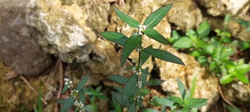small white flowering grass in tropical bushes. 