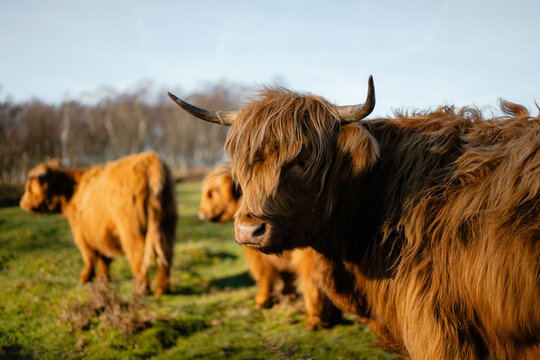 Highland cow looking at camera in rural pasture