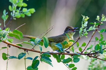 Gelbbauchb&uuml;lb&uuml;l