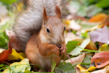 Squirrel red fur funny pets autumn forest on background wild nature animal thematic