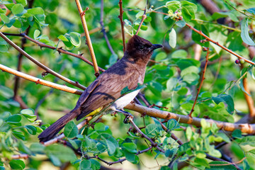 Graub&uuml;lb&uuml;l