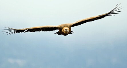 Griffon Vulture (Gyps fulvus), Crete, Greece