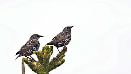 Starling - Sturnus vulgaris, Greece