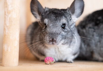 Black and white Chinchilla with pink flowers