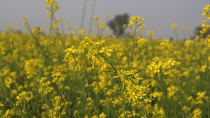 Obraz premium Yellow mustard flowers in full bloom, India agriculture