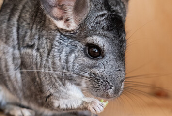 Grey chinchilla is sitting and looking at you. Cute animal and adorable pet. Fluffy creature that loves you.