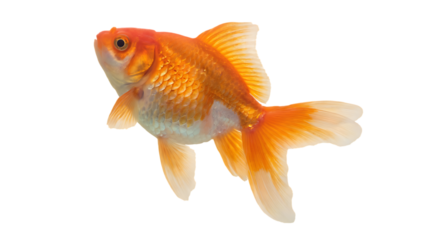 Cartoon child wearing winter clothing holding hot drink on transparent background