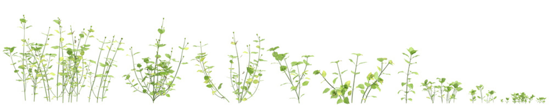 Multiple Stellaria media bush plants 3d illustration on transparent background