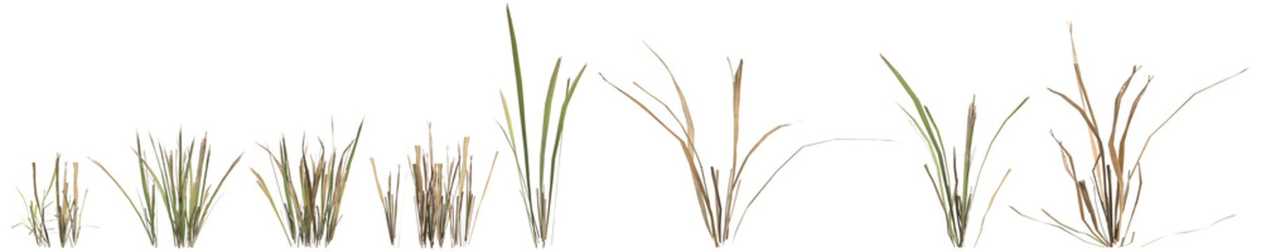 Multiple dry grass plants 3d illustration on transparent background