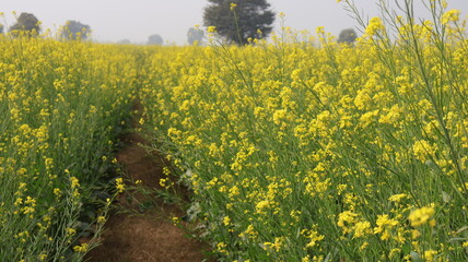 Vast Mustard Field: Yellow Flowers Landscape, Agricultural Cultivation