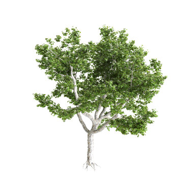 Platanus acerifolia Willd trees 3d illustration on transparent background
