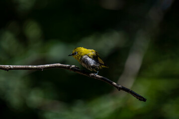 A small, yellow-green Indian white-eye bird with a distinctive white eye-ring perches on a thin branch. The blurred background is green foliage.