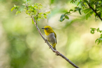A small, yellow-green Indian white-eye bird with a distinctive white eye-ring perches on a thin...
