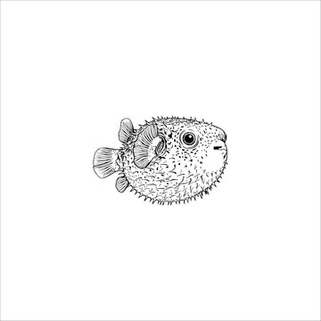 puffer fish sketch line art drawing artwork handmade illustration