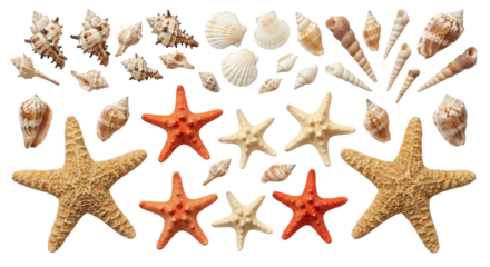 Collection of Assorted Seashells and Starfish on White Background