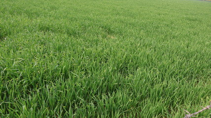 Obraz premium Green Wheat Field - Agriculture, Rural Scene