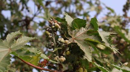 Naklejka premium Ricinus Communis plant with fruit and leaves.