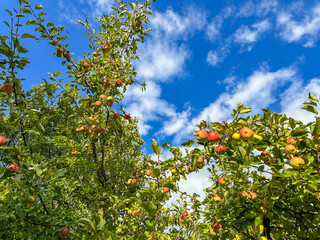 Harvest of apples on a plantation in the garden. Fruit trees with apples. Ripe fruits on the branches of a tree. Gardening in agriculture.
