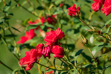 Obraz premium Bright red roses flourish in a lush garden, basking in golden sunlight, creating a cheerful scene