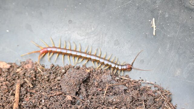 Scolopendra gigantea centipede. Its common name&nbsp;Peruvian giant yellow-leg centipede&nbsp;or&nbsp;Amazonian giant centipede. is a&nbsp;centipede&nbsp;in the genus&nbsp;Scolopendra. It is largest centipede species in the world.