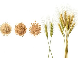 Wheat grain development stages from seed to mature plant