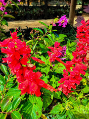 Closeup view of Scarlet Sage is a bright red flowering plant with compact spikes and green leaves. Salvia splendens Vista Red.