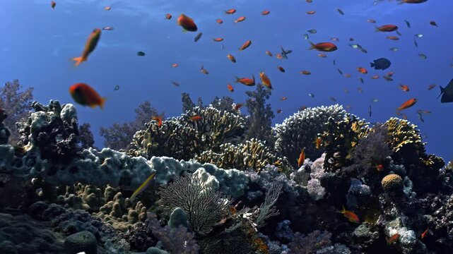 Healthy reef environment with a high concentration of marine life. A school of orange Lyretail Anthias &mdash;the most iconic and abundant species in the Red Sea&mdash;swarms above the reef.