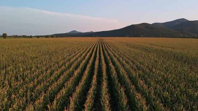 Aerial forward tracking view of a cornfield in Zempl&eacute;n, Hungary, showcasing golden rows of crops stretching towards distant hills under a clear sky, capturing the serene rural landscape.