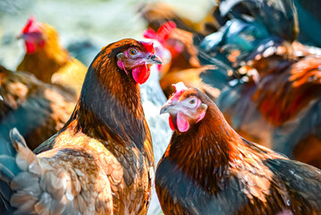 Chickens on traditional free range poultry farm