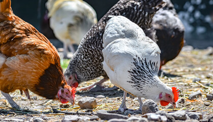Chickens on traditional free range poultry farm © monticellllo