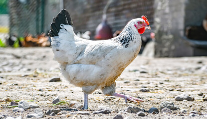 Chickens on traditional free range poultry farm © monticellllo