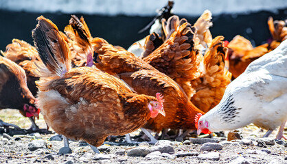 Chickens on traditional free range poultry farm