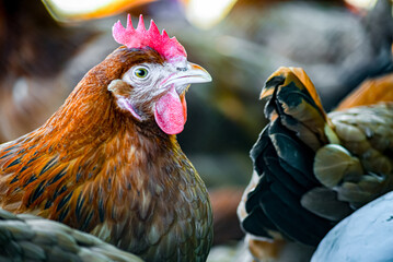 Chickens on traditional free range poultry farm © monticellllo