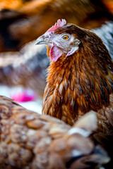 Chickens on traditional free range poultry farm © monticellllo