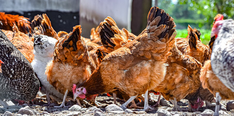 Chickens on traditional free range poultry farm © monticellllo