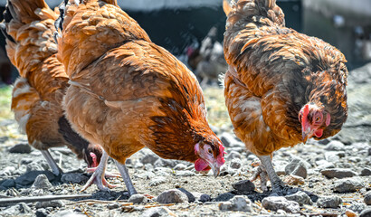 Chickens on traditional free range poultry farm © monticellllo