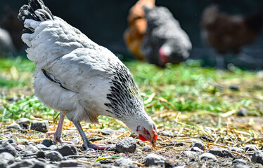 Chickens on traditional free range poultry farm