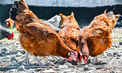Chickens on traditional free range poultry farm © monticellllo