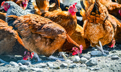 Chickens on traditional free range poultry farm © monticellllo