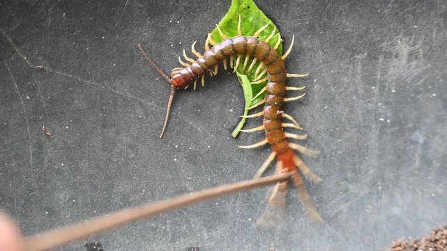 Scolopendra gigantea centipede. Its common name&nbsp;Peruvian giant yellow-leg centipede&nbsp;or&nbsp;Amazonian giant centipede. is a&nbsp;centipede&nbsp;in the genus&nbsp;Scolopendra. It is largest centipede species in the world.